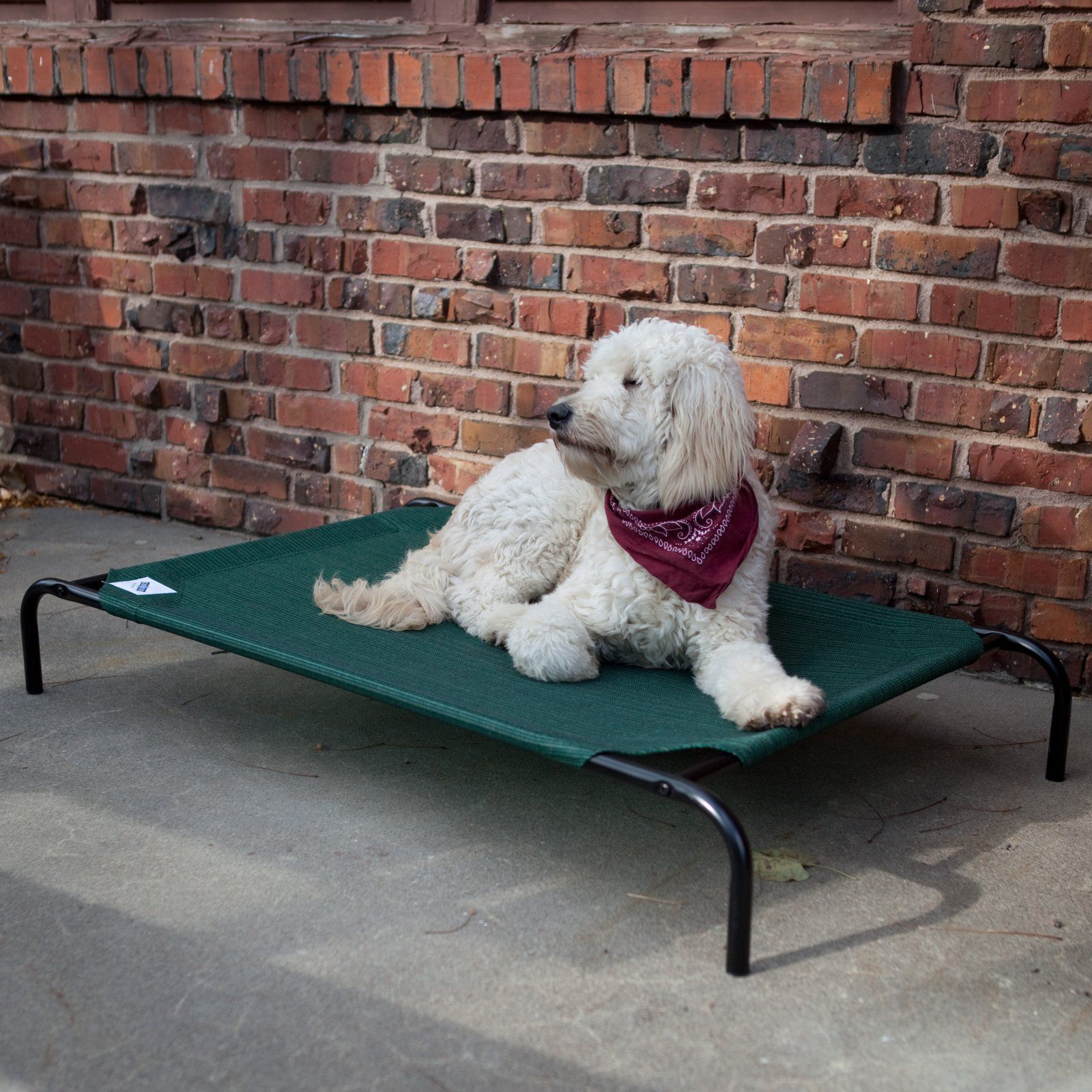 Coolaroo dog bed clearance medium