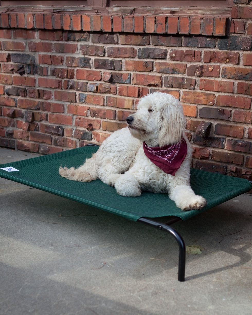Elevated Indoor and Outdoor Cooling Dog Bed