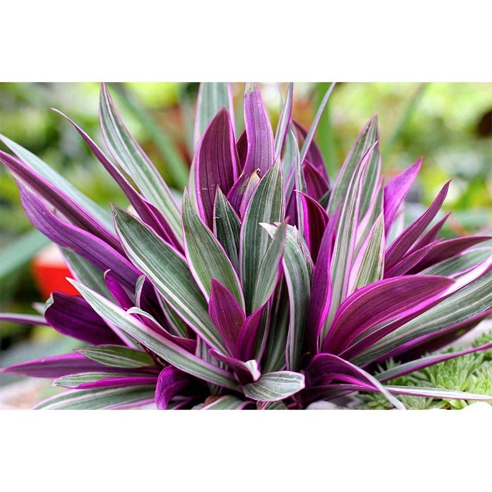 Oyster Plant
