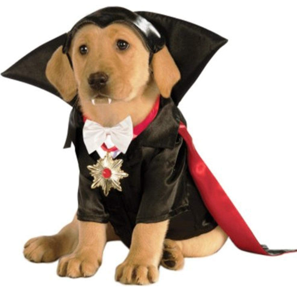 Best Dog Halloween Costumes! (judges decide cute and funny dog