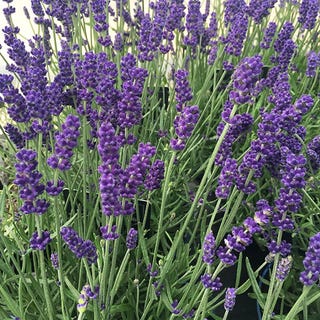Lavandula angustifolia 'Hidcote'