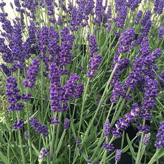 Lavandula angustifolia 'Hidcote' Lavandula angustifolia 'Hidcote'