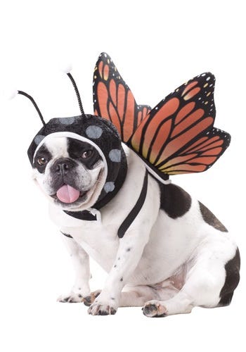 Pet Butterfly Costume, £14.99