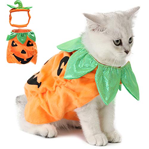 Legendog Cat Halloween Pumpkin costume