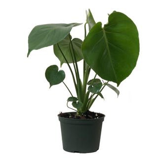 Monstera Deliciosa, 6" pot