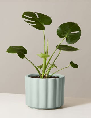 Monstera Deliciosa Gift Pot