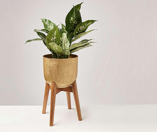 Gold Metal Planter & Mango Wood Stand