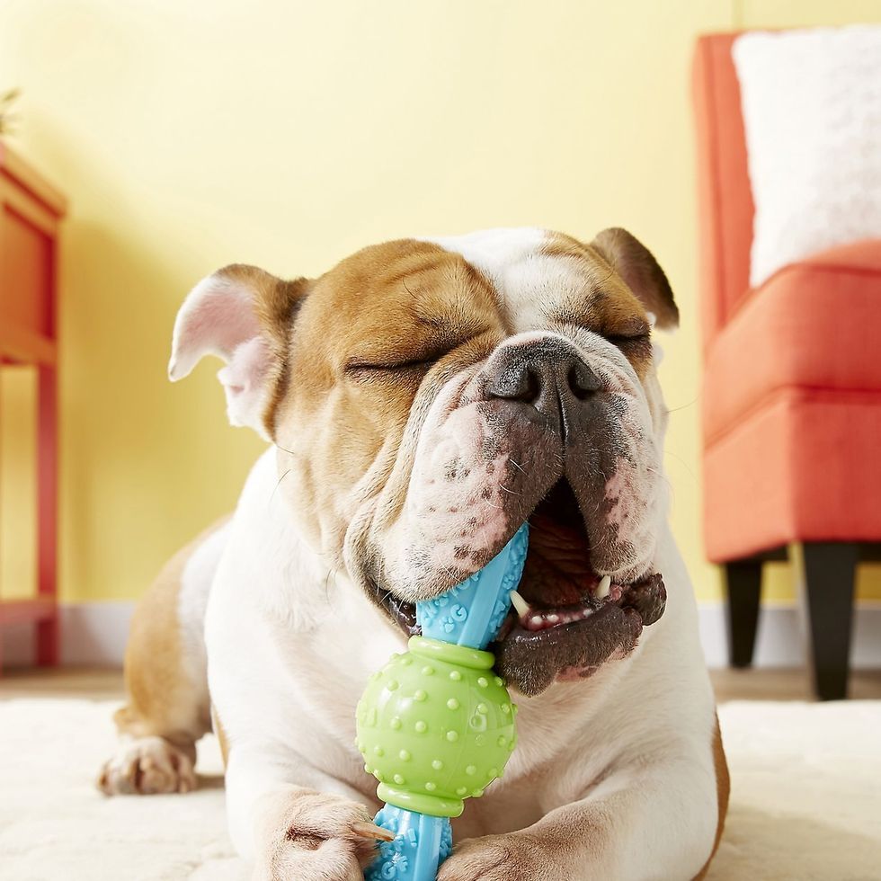 These Indestructible Dog Toys Keep Dogs Happy — And Don't Fall Apart