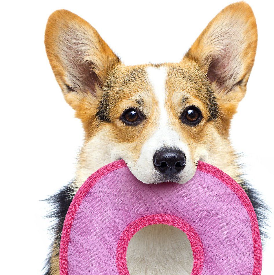 25 Amazing Indestructible Dog Toys & Activities For Your