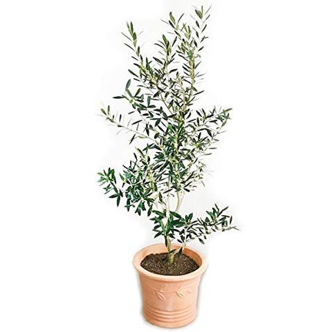 手入れが簡単なおすすめ観葉植物 その育て方 あなたの部屋をアップグレードしてくれる 手入れが簡単なおすすめ観葉植物 その育て方 あなたの部屋をアップグレードしてくれる