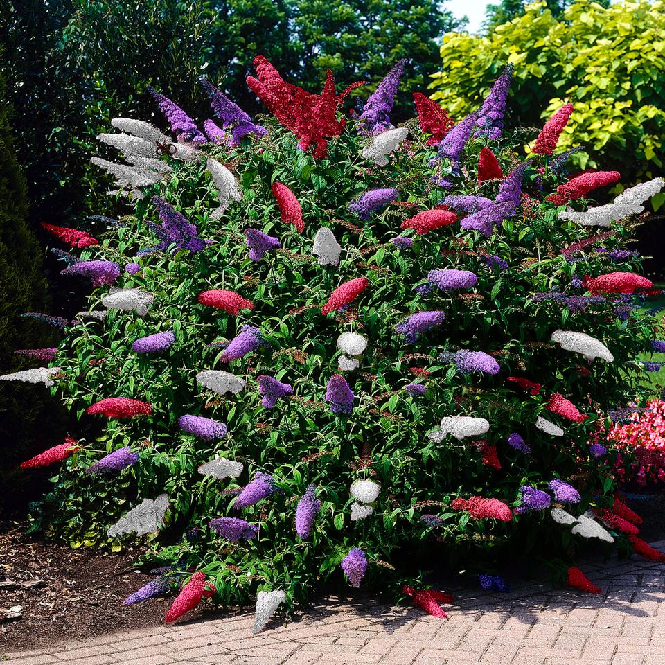 Butterfly Bush 'Tricolor' purple-white-pink