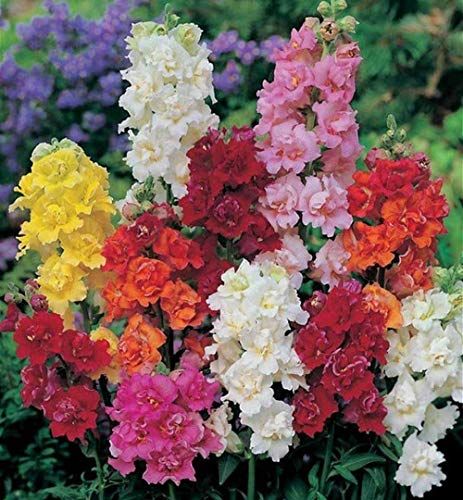 Snapdragon Antirrhinum majus Mixture Color Seeds 40+ Gold Fish Grass Oragnic Easy to Grow Beautiful Plant Flower Premium Heirloom Seeds for Home Garden Yards Planting