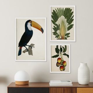 Vintage Gallery Wall Toco Toucan Framed Wall Art Prints