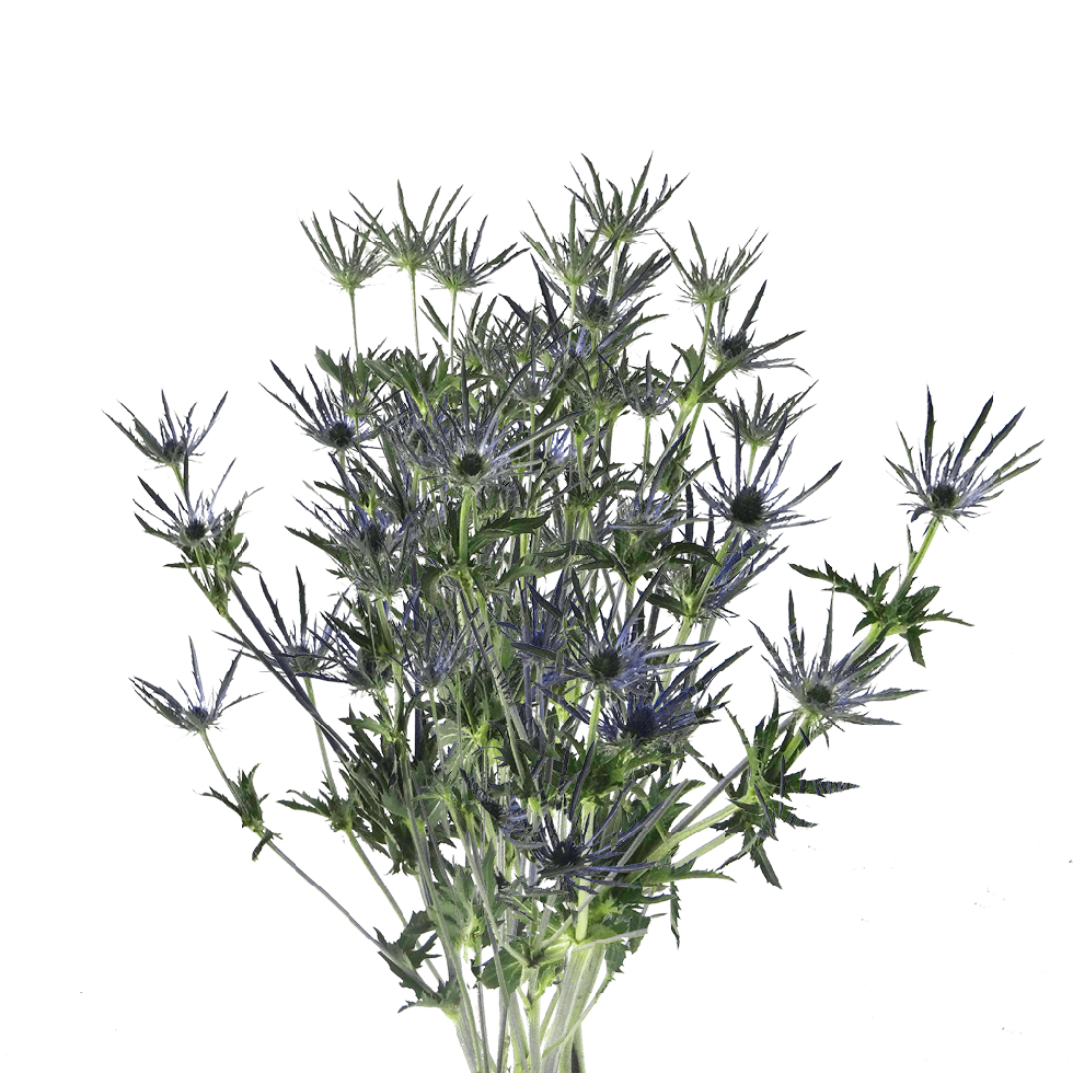 100 Stems of Eryngiums 400 Blooms