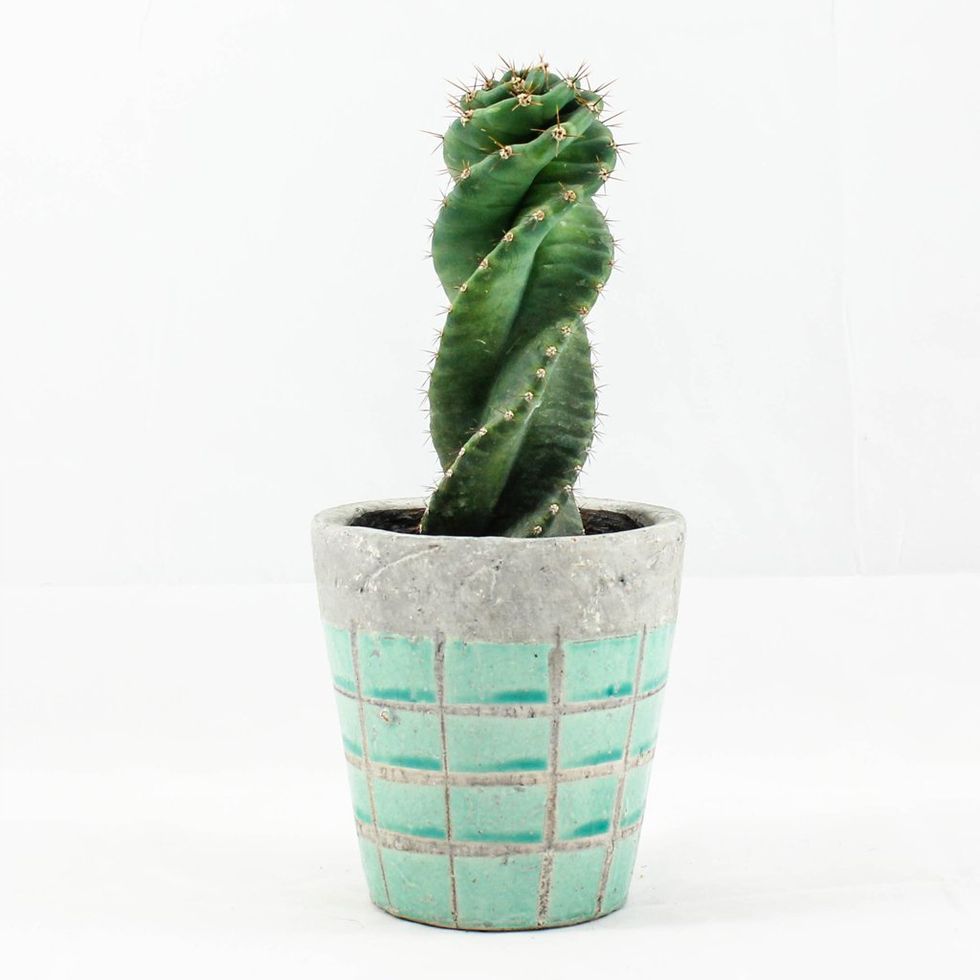 Spiral Cactus
