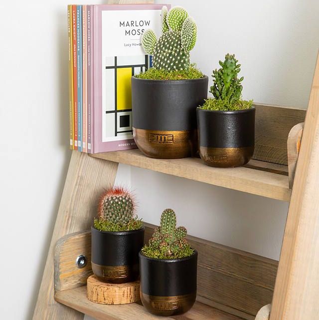 The Little Botanical Cactus Plant Family