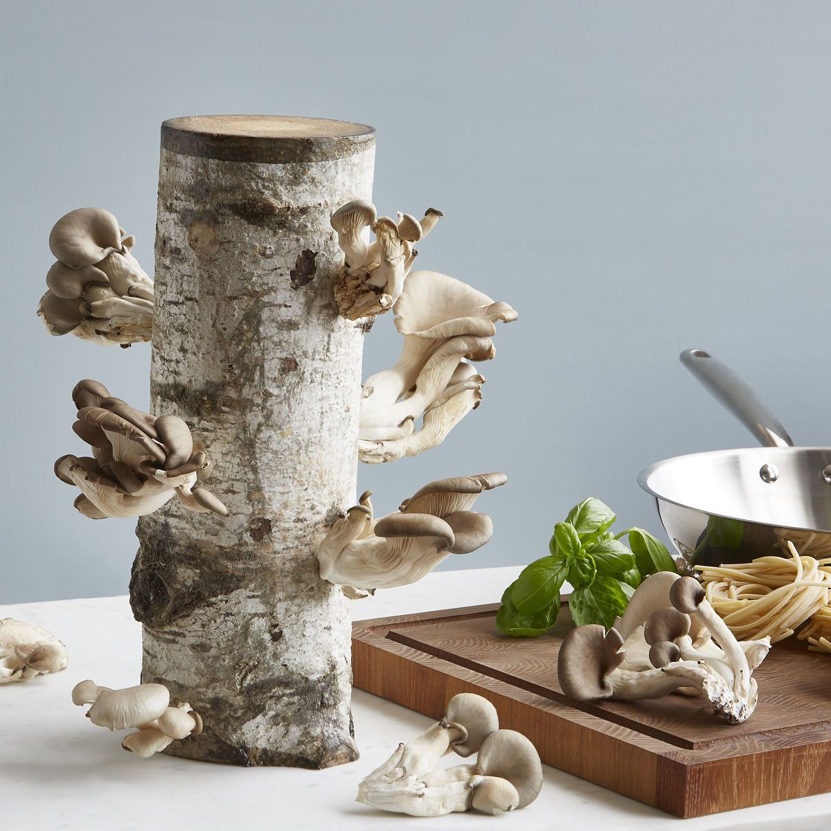 Oyster Mushroom Log