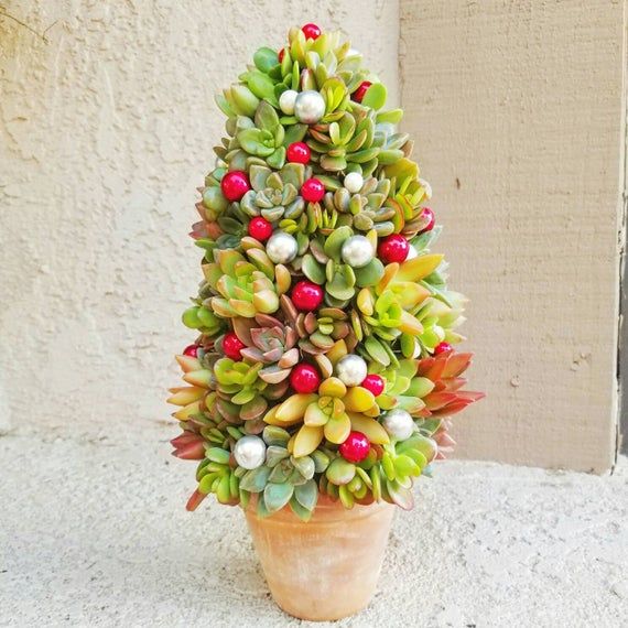 Succulent Christmas Tree With Rustic Pot