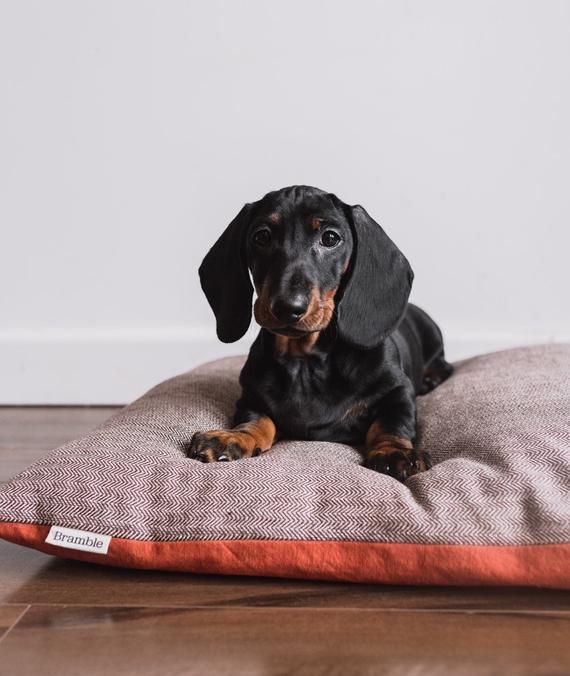 Ruffer and tuffer hotsell hard plastic dog bed