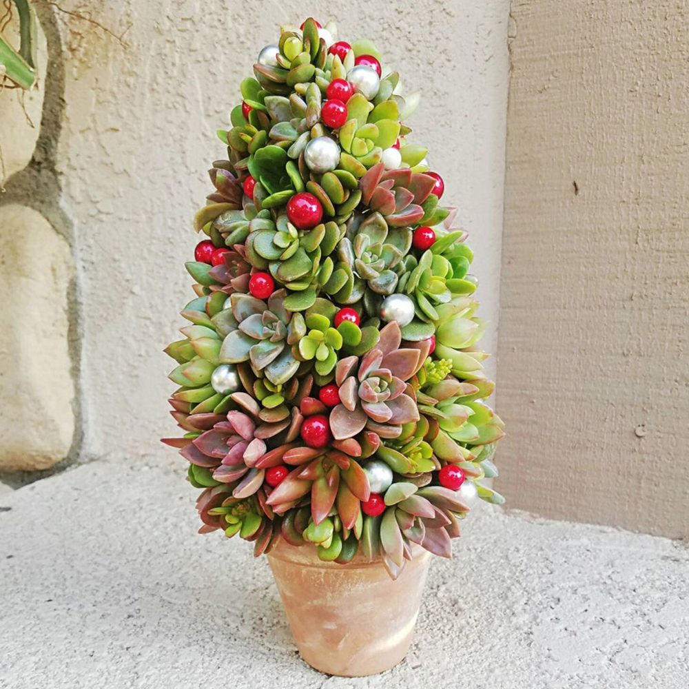 Succulent Christmas Tree in Pot