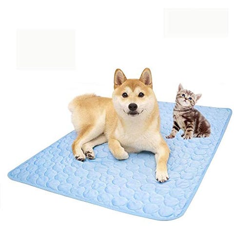 Best Cooling Dog Beds for Summer 2020