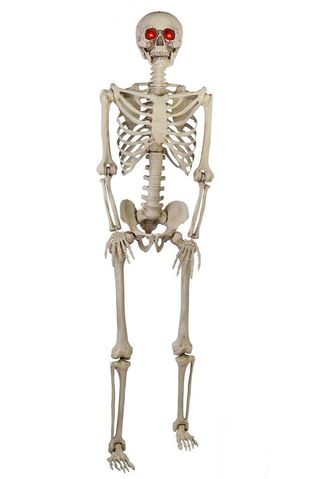5-Foot Skeleton