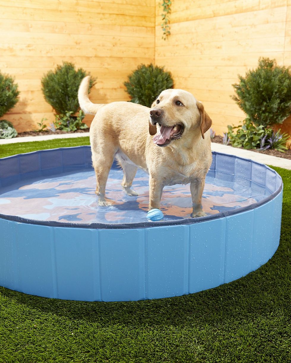 Outdoor Dog Swimming Pool 