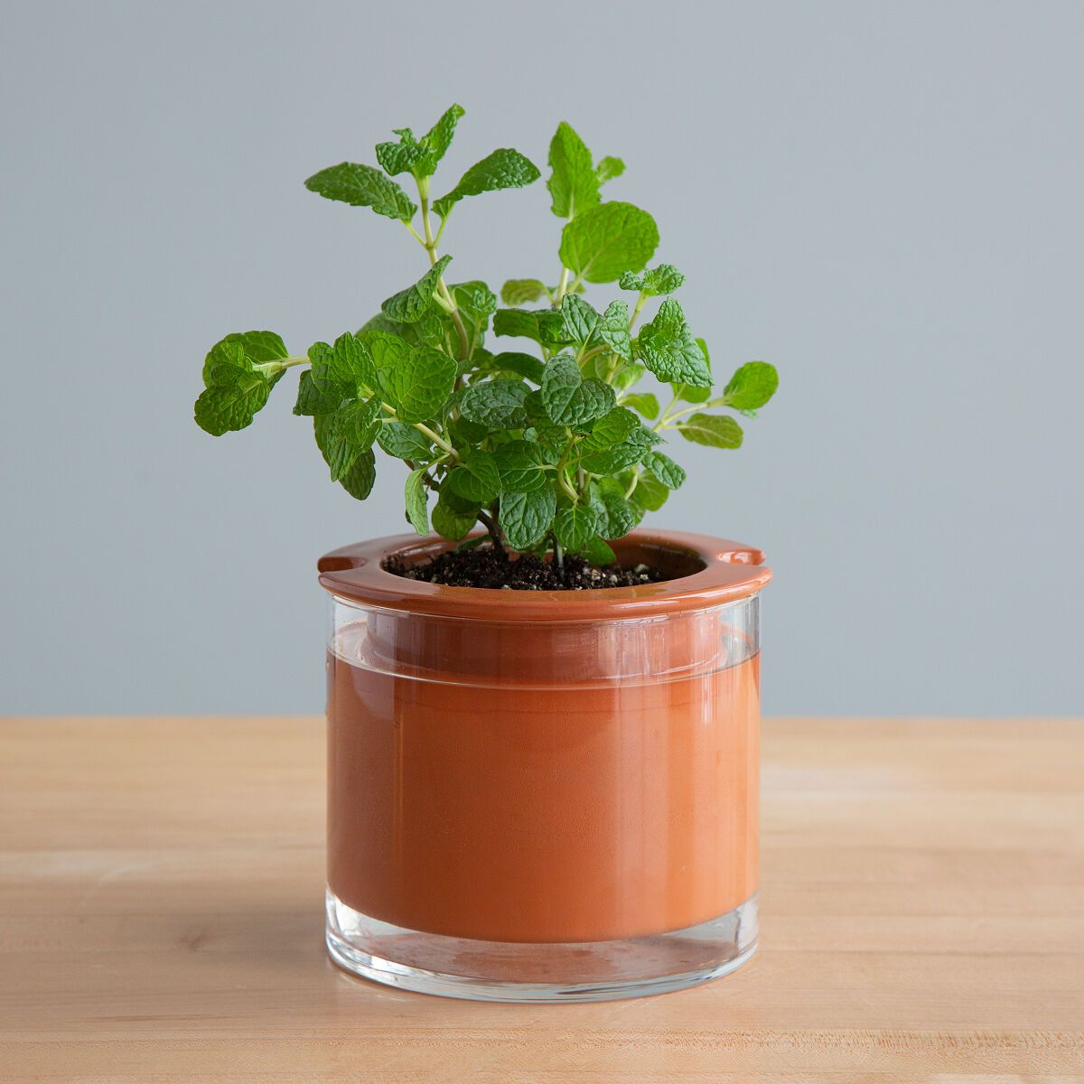 Perfectly Watered Plant Pot