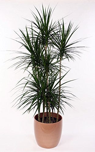 Madagascar Dragon Tree