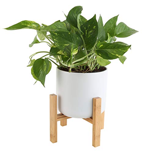 Pothos Plant Growing Tips - Pothos Propagation