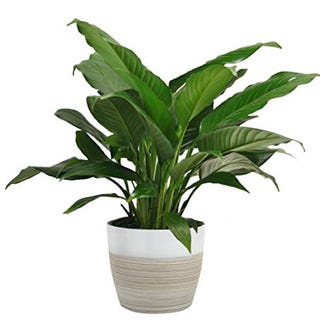 Spathiphyllum Peace Lily