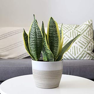 Snake Plant