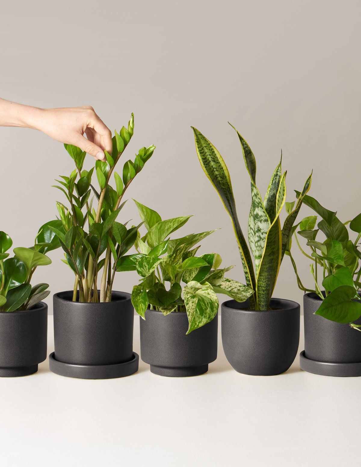 christmas gifts for plant lovers