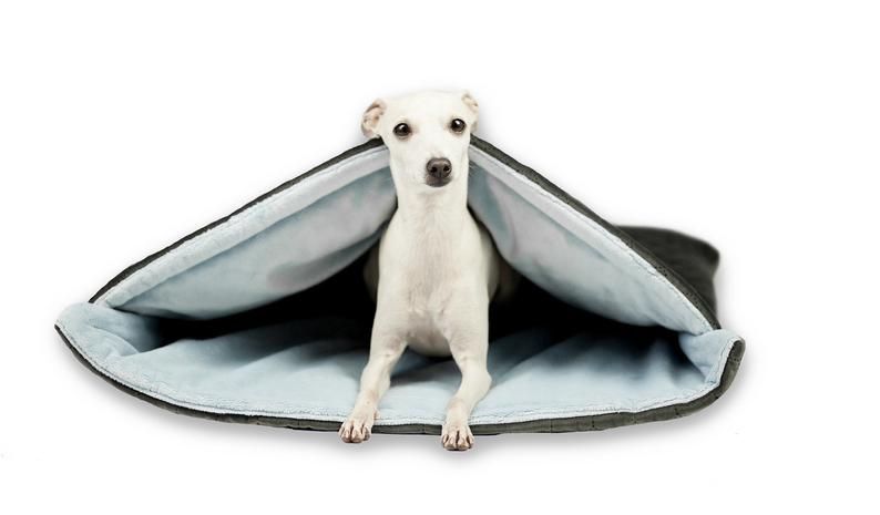 Best for Italian Greyhounds 
