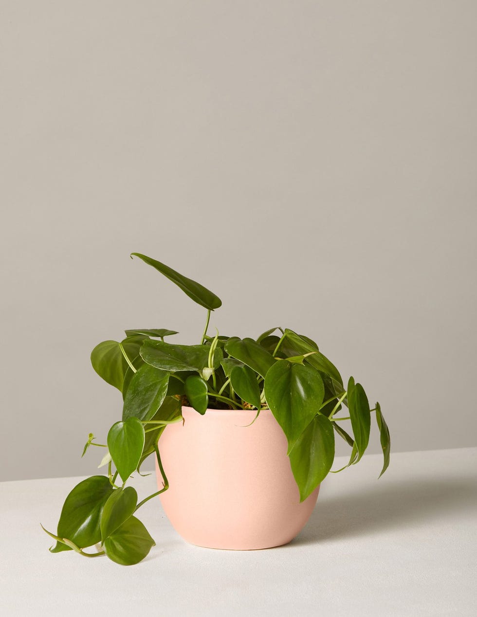 Philodendron Plant