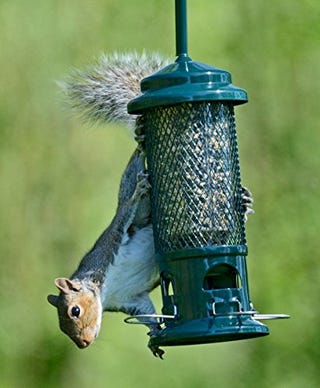 Squirrel Proof Bird Feeder - Squirrel Buster - Marauders off! Guaranteed Squirrel and Large Bird Proof / Metal