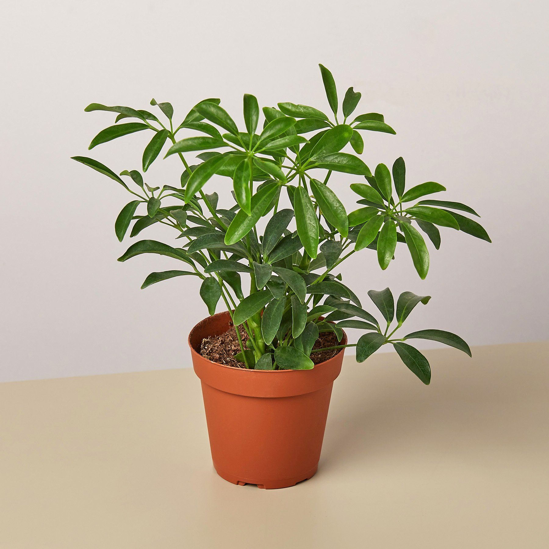 Easy indoor plants uk