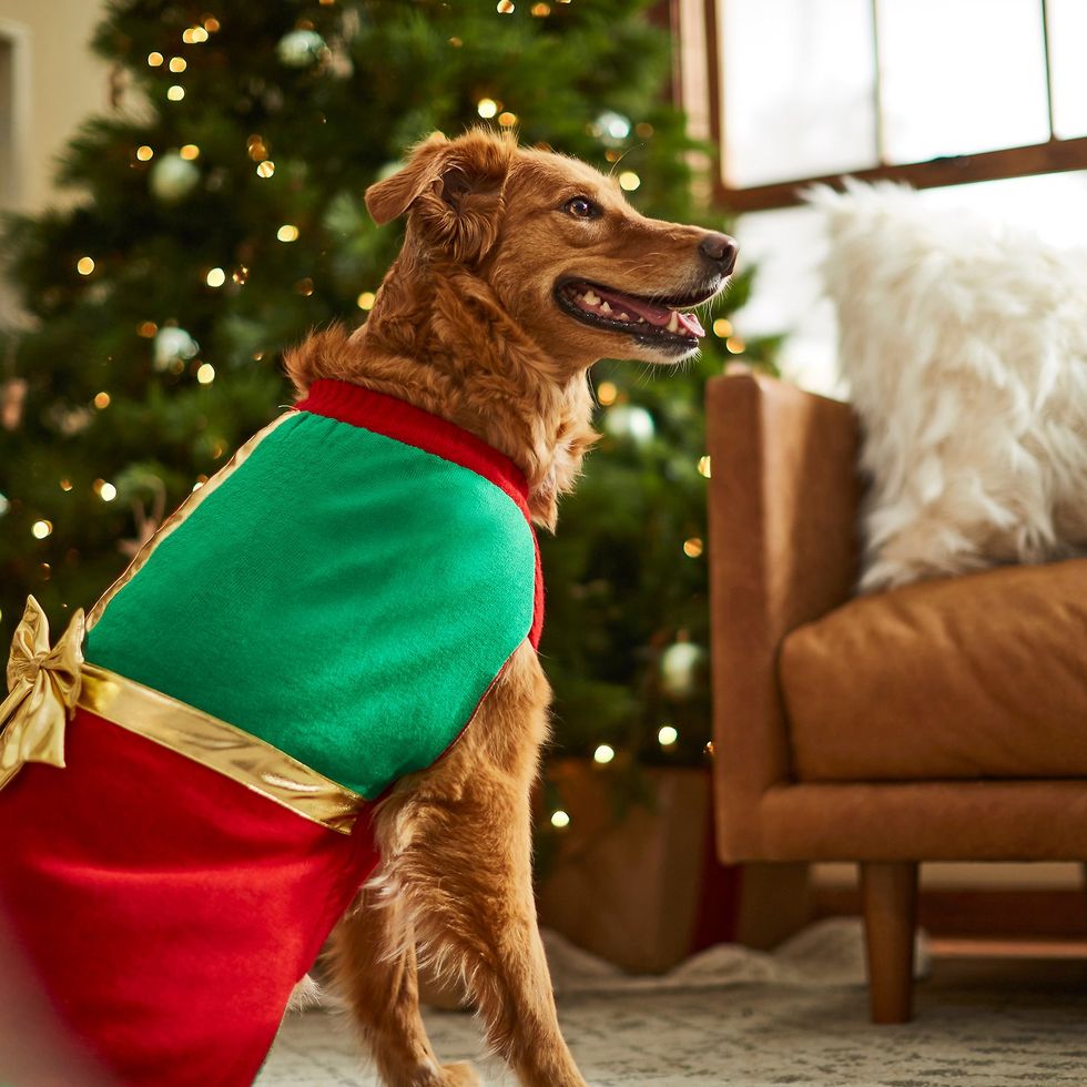 15 Best Dog Christmas Sweaters - Cute Christmas Sweaters and Outfits ...
