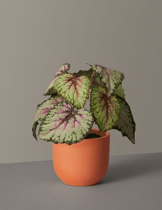 Faux Rex Begonia