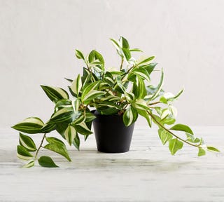 Faux Variegated Tradescantia