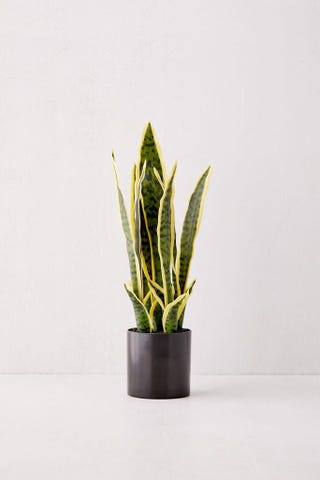 Artificial Snake Plant