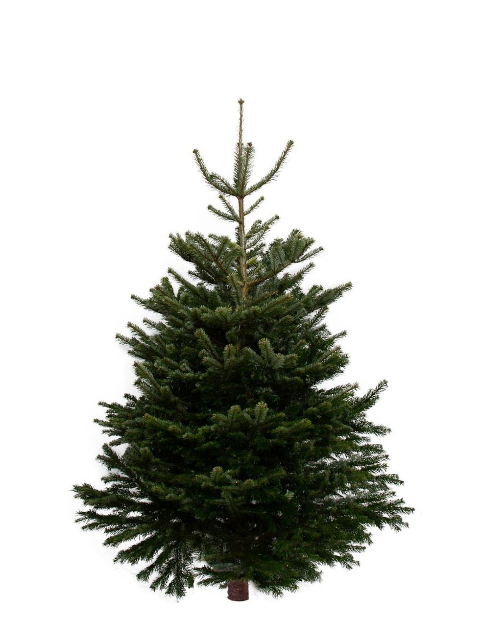 Pines and Needles 