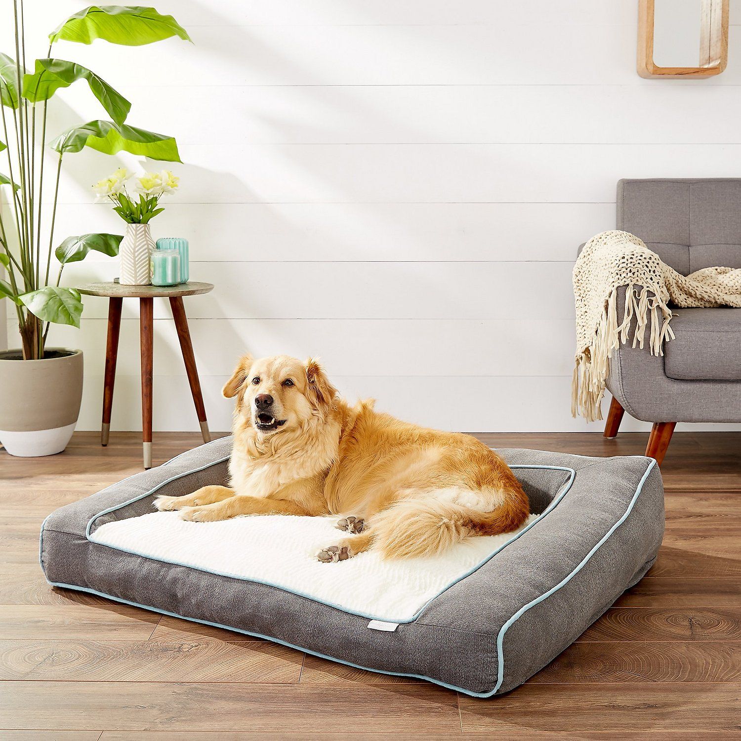 chewy dog bed coupon