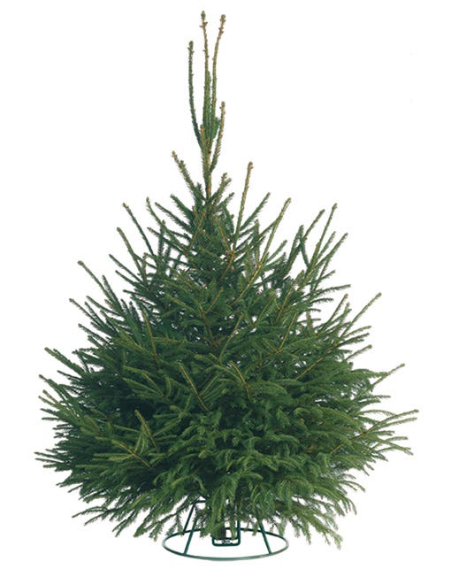 Christmas Trees Delivered 