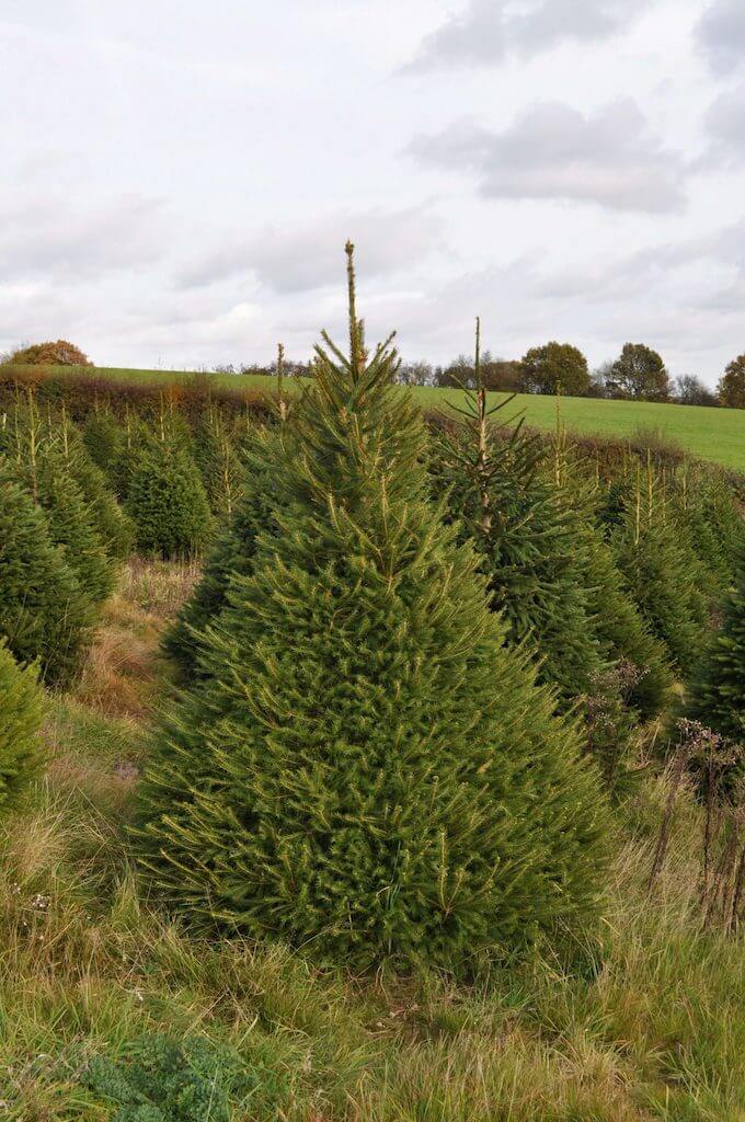 Send Me A Christmas Tree 