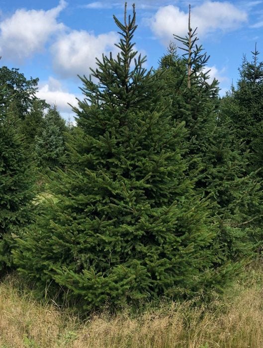Real Christmas Trees