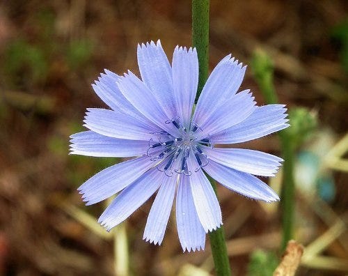 Blue Chicory Flower Seeds