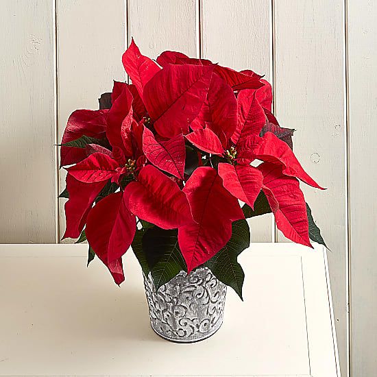 red christmas plant poinsettia