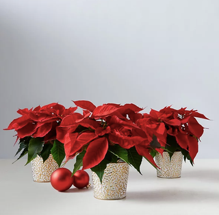 Morrisons Launches Poinsettias﻿ In Modern White, Pink & Red