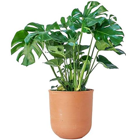 Low Light Indoor Plants 19, Plants For Dark Bathroom Uk